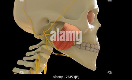 Masseter-Oberflächenmuskulatur-Anatomie zur medizinischen Konzept-3D-Illustration Stockfoto