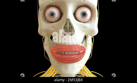 Orbicularis-Muskel-Anatomie für die medizinische Konzept-3D-Illustration Stockfoto