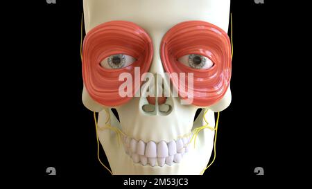 Orbicularis-Oculi-Muskelanatomie für die medizinische Konzept-3D-Illustration Stockfoto