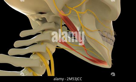 Digastrische Muskelanatomie für die medizinische Konzept-3D-Illustration Stockfoto