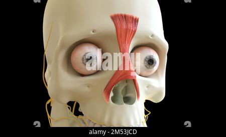 Muskelanatomie des Procerus für die medizinische Konzeption 3D-Darstellung Stockfoto
