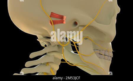 Posteriore Aurikularmuskelanatomie zur medizinischen Konzept-3D-Illustration Stockfoto