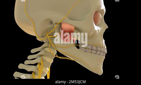 Masseter Tiefe Muskelanatomie für medizinische Konzeptdarstellung 3D Stockfoto