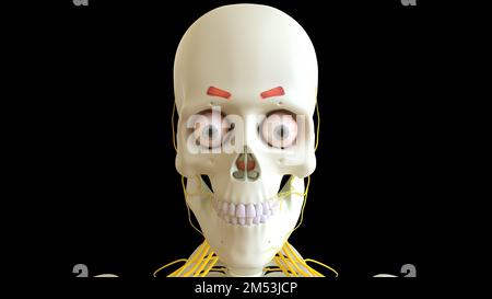 Corrugator-Supercilii-Muskel-Anatomie für die medizinische Konzeptdarstellung 3D Stockfoto
