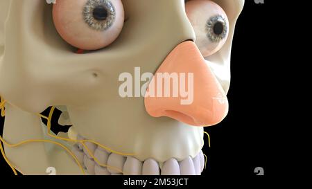 Nasenknorpelanatomie für die medizinische Konzeption 3D-Darstellung Stockfoto