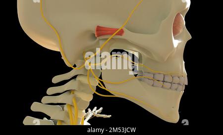 Anatomie des vorderen Ohrmuskels für die medizinische Konzept-3D-Illustration Stockfoto