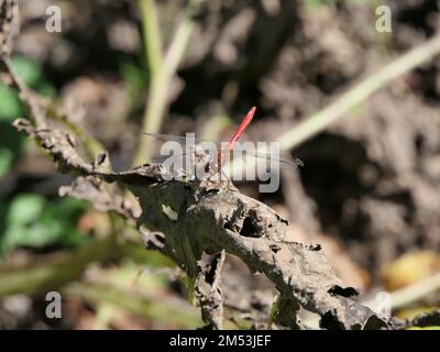 Eine kleine Libelle ruht in einem Wald neben einem kleinen Teich. Es handelt sich um einen Darter mit roten Adern (Sypetrum fonscolombii). Stockfoto