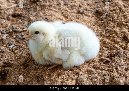 Ein paar Tage altes Hühnchen. Geflügelzucht mit Hühnern Stockfoto