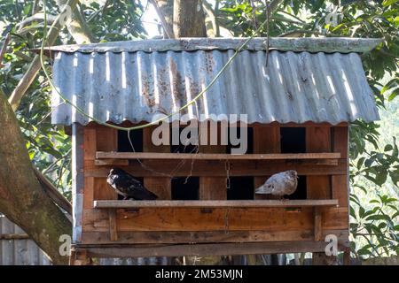 columba livia domestica sitzt vor dem Haus. Zwei Tauben sitzen auf einem Holzstock Stockfoto