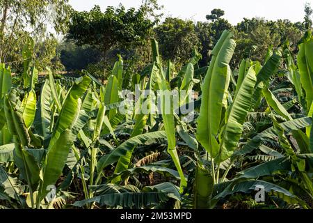 Bananenbaumgarten mit einem Haufen grüner Bananenblätter. Gaibandha, Bangladesch Stockfoto