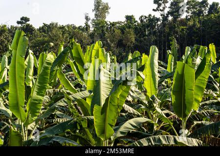 Grüner Bananengarten in Bangladesch. Stockfoto