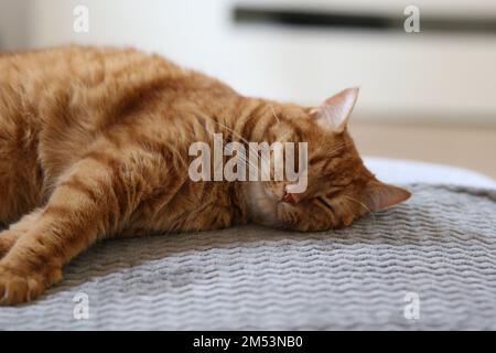 Eine Nahaufnahme einer süßen Ingwer-Tabby-Katze, die auf dem Bett schläft. Stockfoto