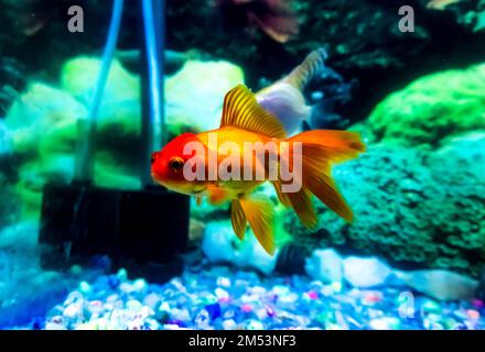 Ein Goldfisch im Aquarium, Ein Goldfisch im Hintergrund von Wasserpflanzen Stockfoto