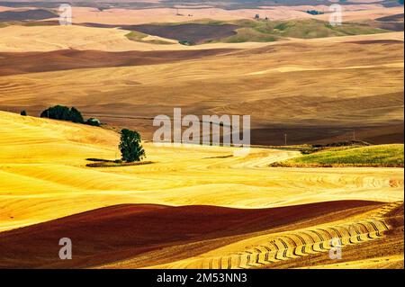 Ein wunderschöner Blick auf ein Weizenfarmen mit einer sanften Hügeloberfläche Stockfoto