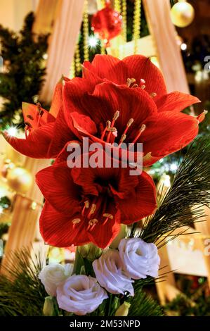 Strauß aus rotem Amaryllis (Amaryllidaceae) vor der Weihnachtsdekoration. Stockfoto