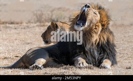 Ein schwarzer Löwe gähnt neben seinem Kumpel, Puruma Pride Lion Park, Südafrika Stockfoto