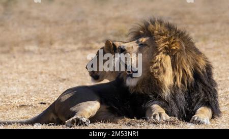 Schwarzer Löwe und Mate, Puruma Pride Lion Park, Südafrika Stockfoto