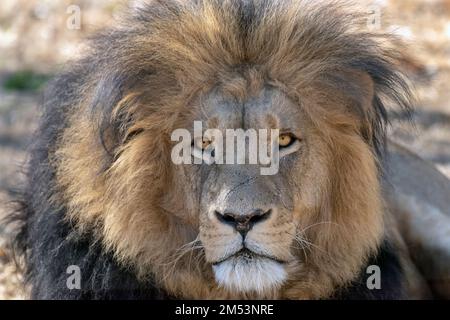 Nahaufnahme eines Löwen mit schwarzer Mähne, Puruma Pride, Südafrika Stockfoto