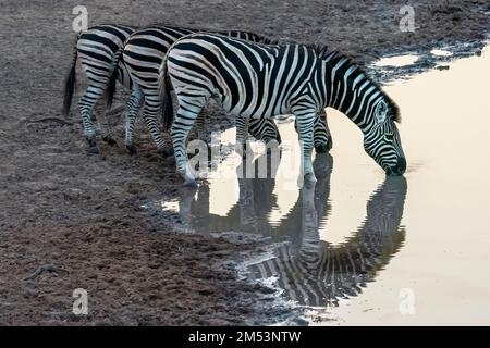 Drei Zebras (Equus quagga) trinken am Wasserloch bei Sonnenuntergang mit Reflexionen, Mabula, Südafrika Stockfoto
