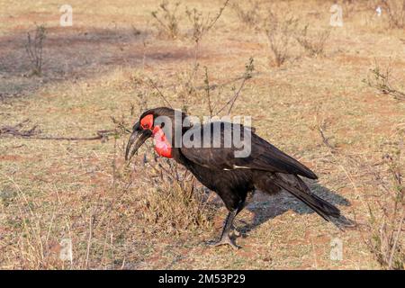 Männlicher Südhornvogel (Bucorvus leadbeateri) auf der Suche nach Essen, Mabula Ground Hornbill Projekt, Südafrika Stockfoto