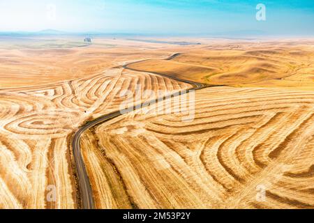 Ein wunderschöner Blick auf ein Weizenfeld mit einem sanften Hügel Stockfoto