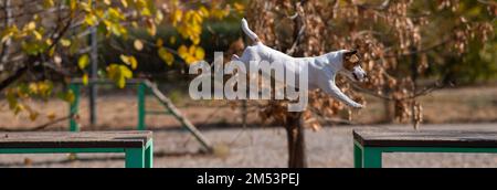Jack Russell Terrier Hund springt von einer Holzbank zur anderen auf dem Hundespielplatz. Stockfoto