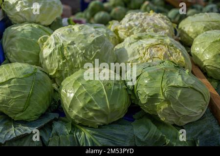 Kohl, der aus mehreren Anbausorten von Brassica oleracea besteht, ist eine Blattgrün-, Rot- (violett) oder weiße (blassgrün) Zweijahrespflanze, die als jährliche Vene angebaut wird Stockfoto