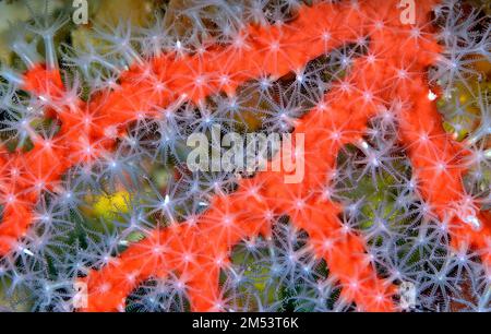 Rote Koralle, Corallium rubrum, mit Polypen, Mittelmeer, Atlantik Stockfoto