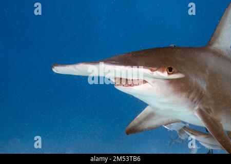 Ein großer Hammerhai (Sphyrna mokarran) in Bimini, Bahamas Stockfoto