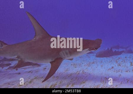 Ein großer Hammerhai (Sphyrna mokarran) in Bimini, Bahamas Stockfoto