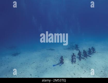 Taucher, die mit großen Hammerköpfen (Sphyrna mokarran) in Bimini, Bahamas interagieren Stockfoto