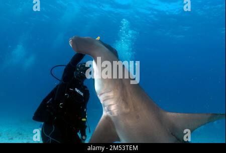 Taucher, die mit großen Hammerköpfen (Sphyrna mokarran) in Bimini, Bahamas interagieren Stockfoto