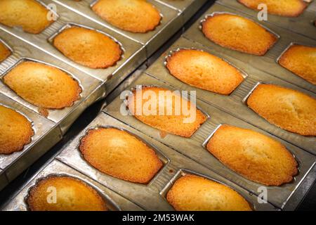 Madeleine, in ihren schalenförmigen Behältern, direkt aus dem Ofen in einer alten Madeleine-Pfanne, Metallform. Stockfoto