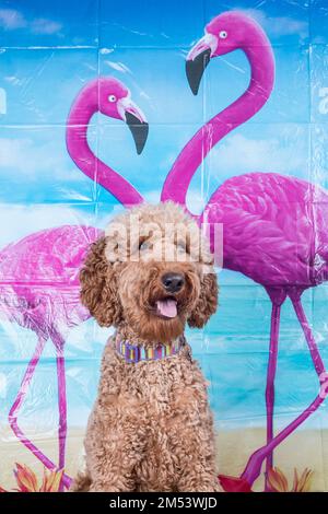 Ein vertikales Nahaufnahmen-Porträt eines Labradoodle-Hundes, der auf einem Flamingos-Bildhintergrund steht Stockfoto