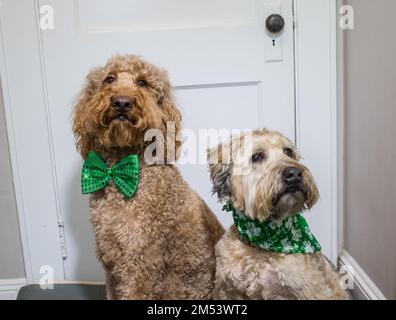 Nahaufnahme von Labradoodle in grüner Schleife und weich beschichtetem Wheaten Terrier Hund in Bandana, der neben der weißen Tür steht Stockfoto