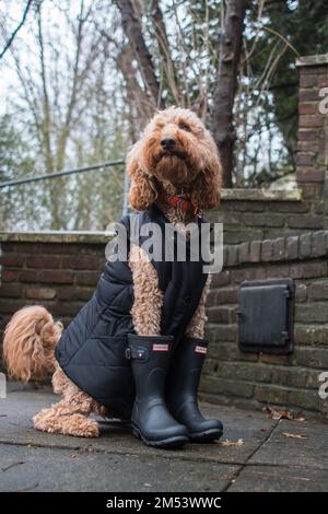 Vertikales Nahaufnahmen-Porträt des Labradoodle-Hundes in schwarzer Jacke und Regenstiefeln neben einer Ziegeltreppe im Park Stockfoto