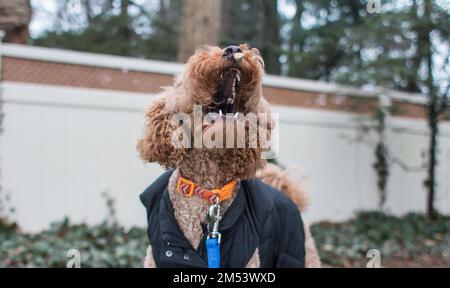 Ein Nahaufnahme-Porträt eines Labradoodle-Hundes in schwarzer Jacke, der im Park auf unscharfem Hintergrund gähnt Stockfoto