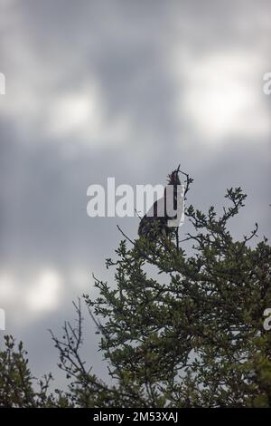 Ein vertikales Bild eines Langkammadlers, der auf einem Baum in der Masai Mara, Kenia, sitzt. Stockfoto