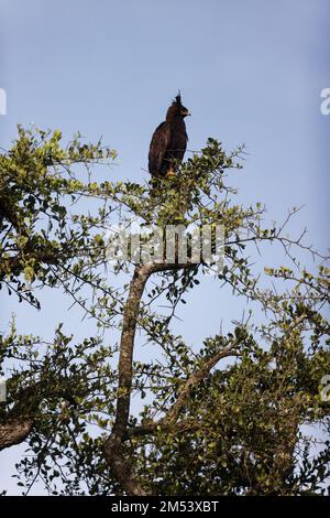 Ein vertikales Bild eines Langkammadlers, der auf einem Baum in der Masai Mara, Kenia, sitzt. Stockfoto