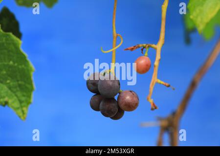 Trauben, die von einem traditionellen Anwesen im offenen Ethnographischen Museum von Astra in Sibiu, Rumänien, angebaut werden. Stockfoto