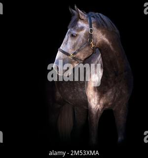 Porträt eines grauen Pferdes. Nahaufnahme. Ein Vollblüterpferd der Rasse Oryol Trotter. Schwarzer Hintergrund. Trabrennen. Trabrennen. Stockfoto