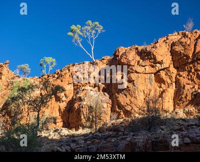 Geistergummi (Corymbia aparrerinja) auf den Sandsteinklippen über der Ormiston Gorge, West MacDonnell (Tjoritja) National Park, Northern Territory, Austral Stockfoto