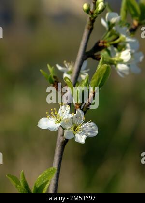 Die Blüte von Mirabelle Pflaume im Detail. Pflaumen (Prunus domestica subsp. Syriaca) ist eine Kulturgruppe von Pflaumenbäumen der Gattung Prunus. Stockfoto