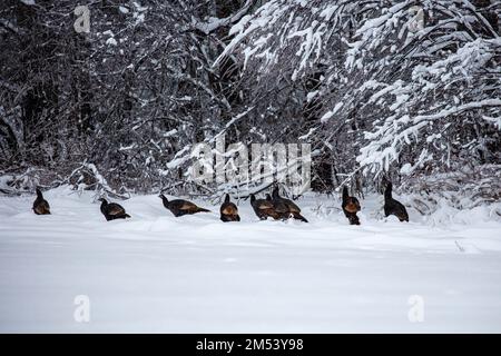 Scharen wilder Truthähne (Meleagris gallopavo), die nach einem Sturm in Wisconsin durch tiefes Schnee wandern, horizontal Stockfoto