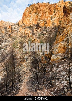 Larapinta Trail Abschnitt 3 Strecke über Standley Chasm Richtung Jay Creek, West MacDonnell (Tjoritja) Nationalpark. Stockfoto