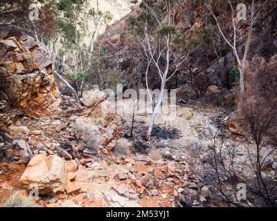 Trockener Upper Angkerle Creek auf Abschnitt 3 des Larapinta Trail über Standley Chasm, West MacDonnell (Tjoritja) National Park, Northern Territory. Stockfoto