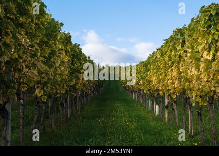 Ein Pfad zwischen den Rebzeilen. Weinberge in Südsteiermark, Österreich Stockfoto