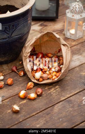 Tulpenknollen in die Töpfe Pflanzen. Stockfoto