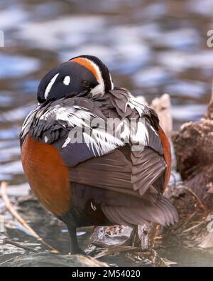 Ein Harlequin Duck drake ruht am Torrey Creek, Wyoming Stockfoto