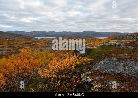 Herbstlandschaft der Waldtundra in Liinahamari. Stockfoto